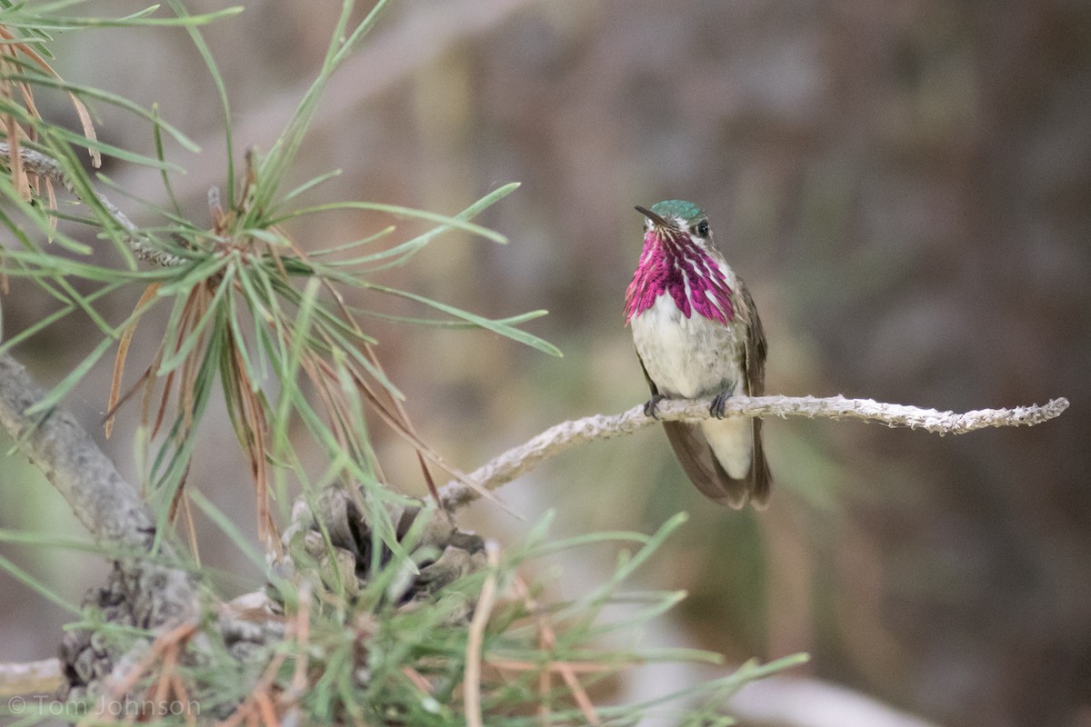 Calliope Hummingbird - Tom Johnson