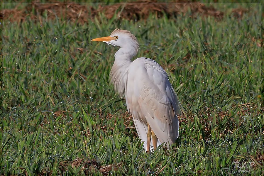 Чапля єгипетська (підвид ibis) - ML108040231