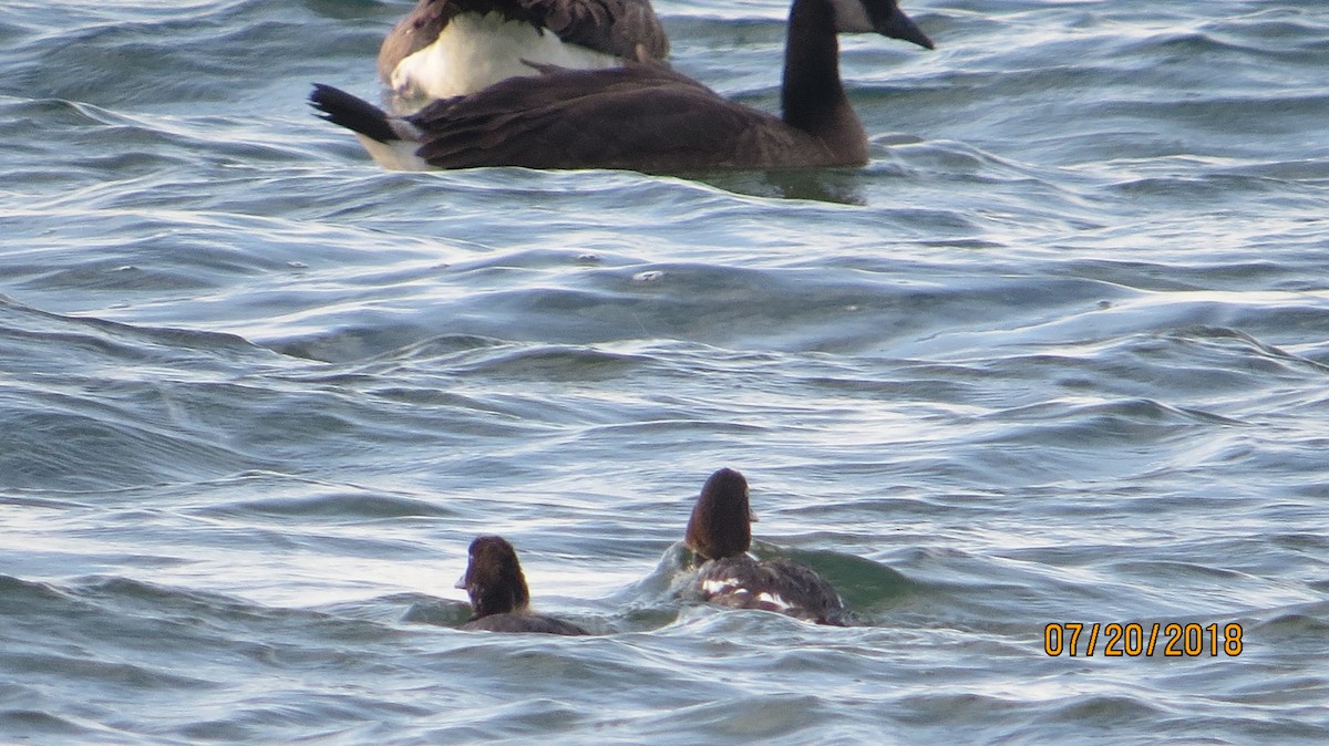 Common Goldeneye - ML108041561