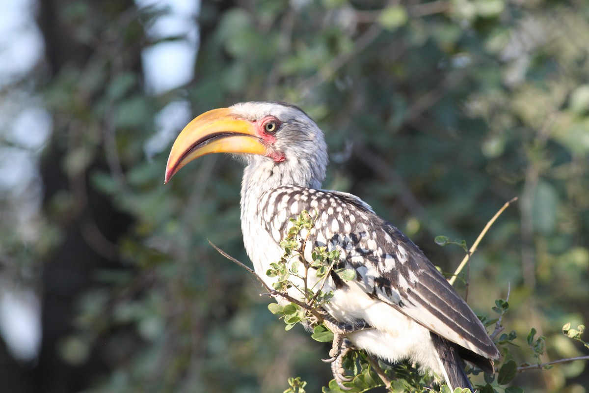 Southern Yellow-billed Hornbill - ML108041941