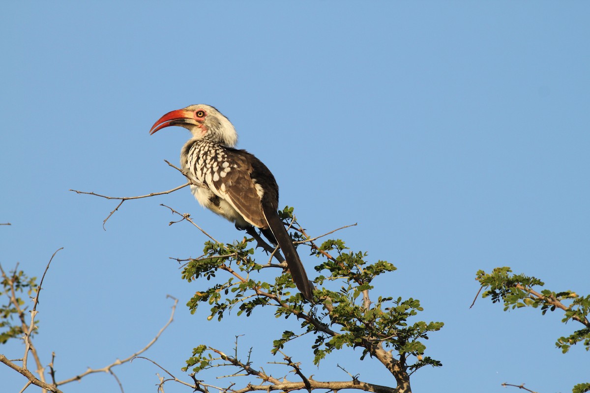 Southern Red-billed Hornbill - ML108041981