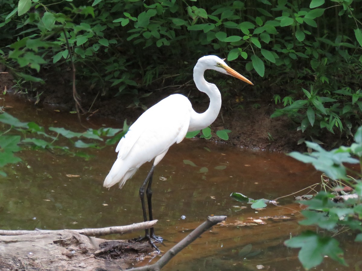 Great Egret - ML108043041