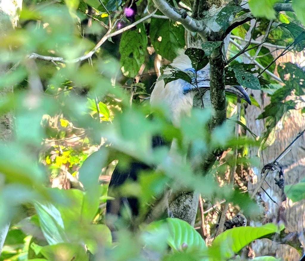 White-crowned Hornbill - ML108043081