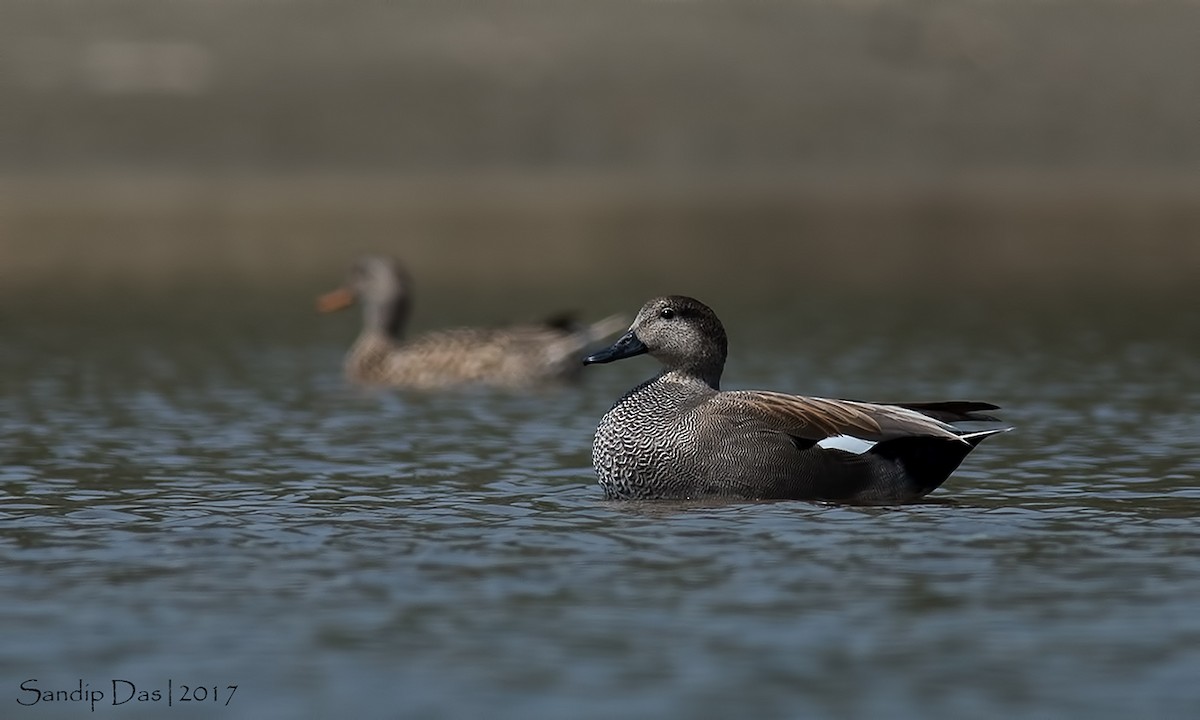 Gadwall - ML108043461