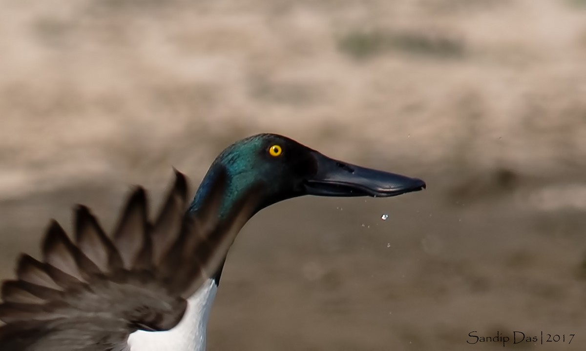 Northern Shoveler - Sandip Das