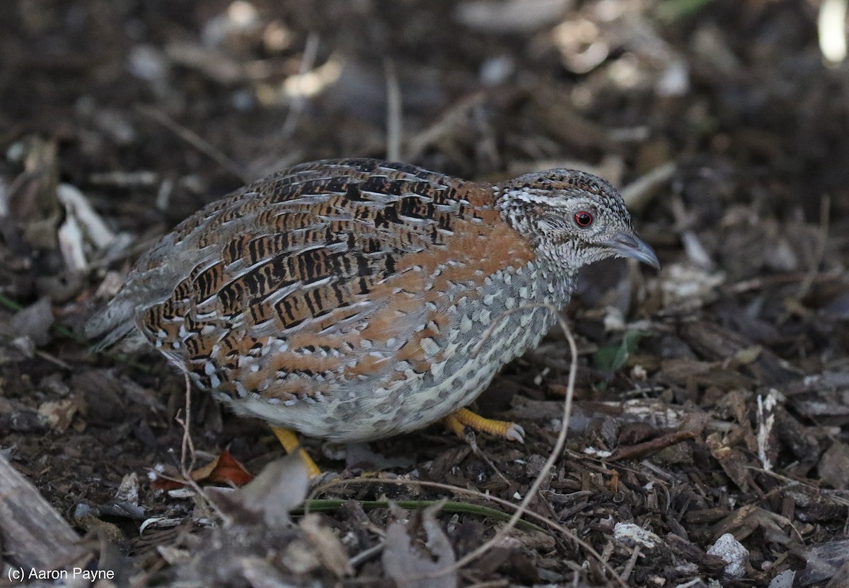 Painted Buttonquail - ML108044281