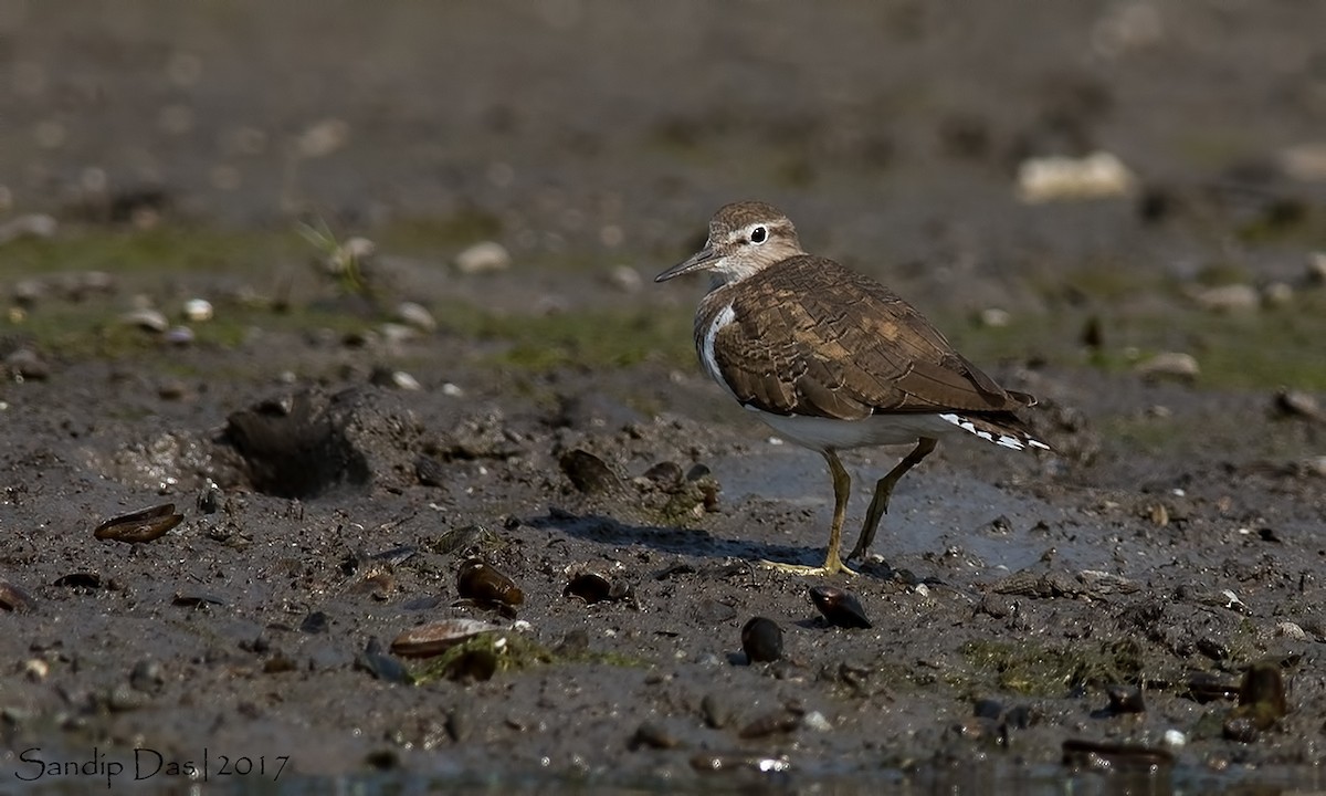 Common Sandpiper - Sandip Das