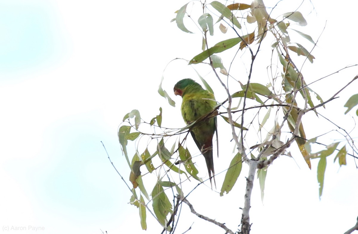 Swift Parrot - ML108044381