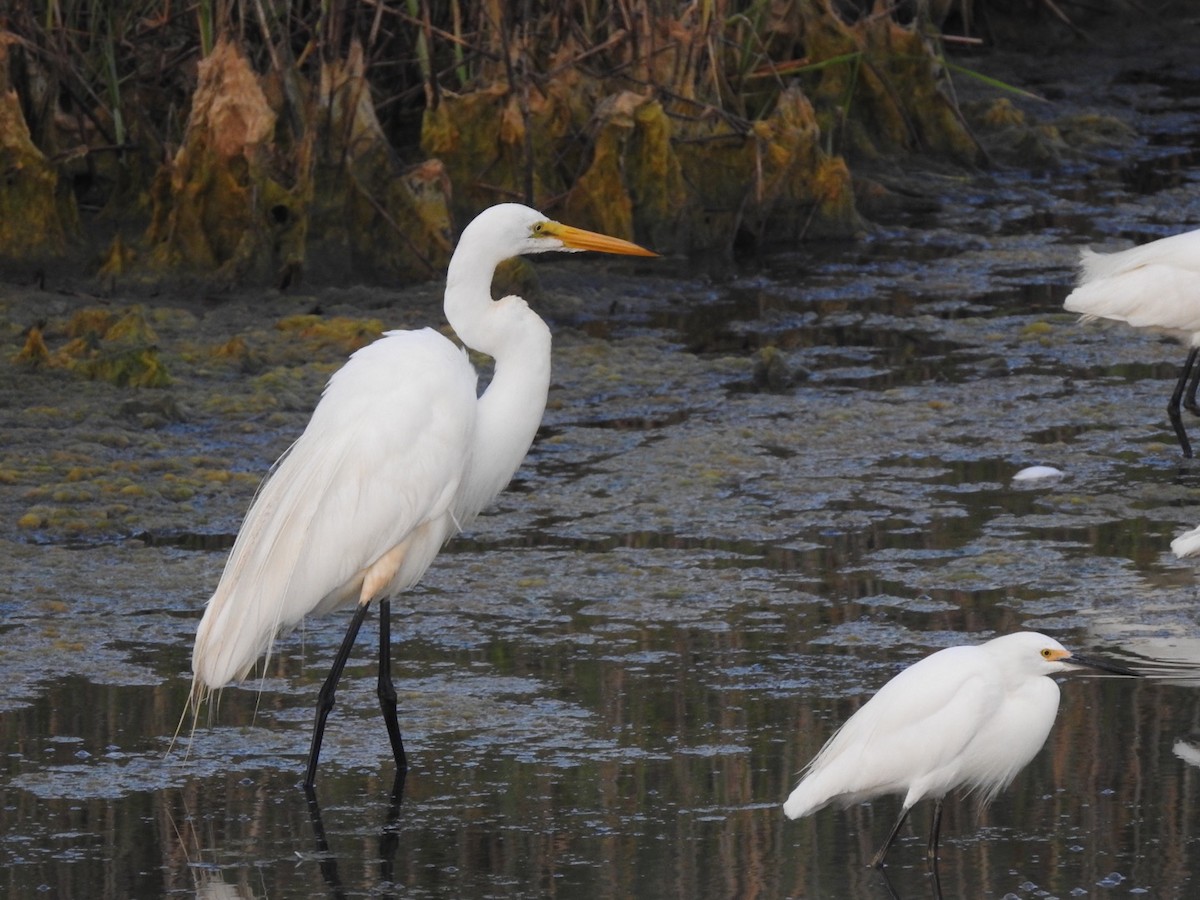 Большая белая цапля - ML108045381