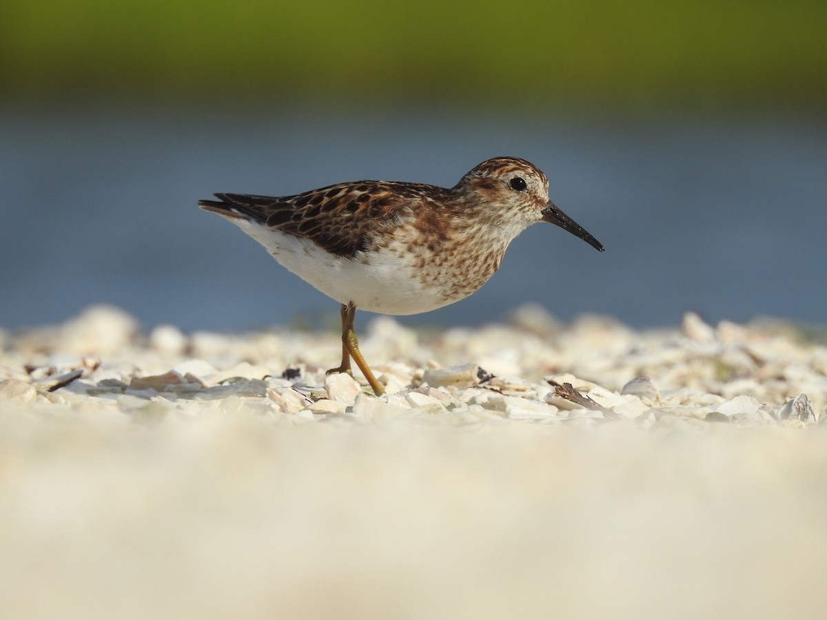 Least Sandpiper - Sean Verkamp