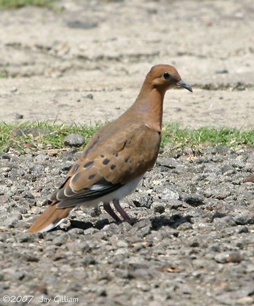 Zenaida Dove - ML108049051