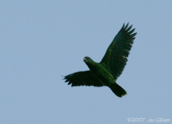 Red-necked Parrot - ML108049261