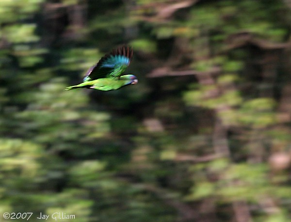 Red-necked Parrot - ML108049271