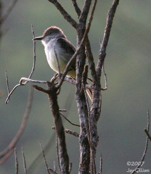 Lesser Antillean Flycatcher - ML108049311