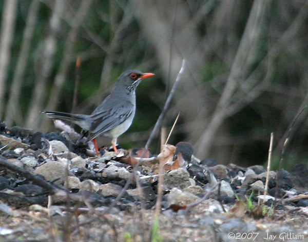 Red-legged Thrush - ML108049391