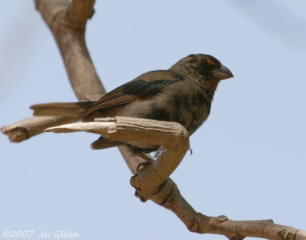 Lesser Antillean Bullfinch - ML108049491