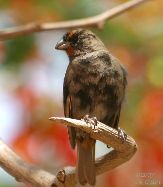 Lesser Antillean Bullfinch - ML108049501