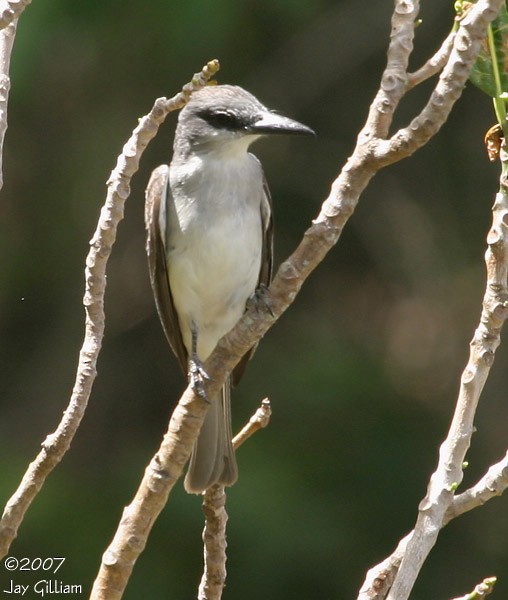 Gray Kingbird - ML108049631