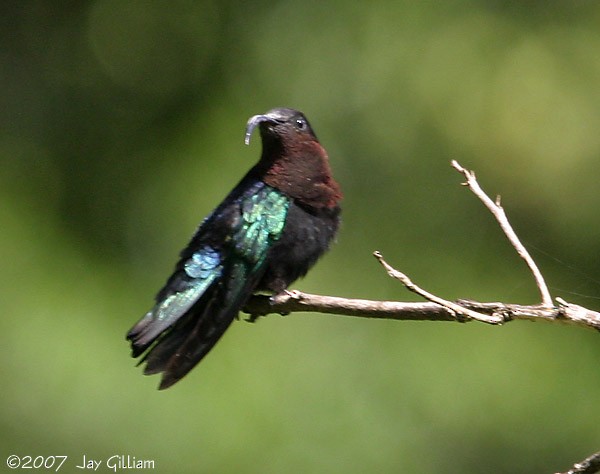 Colibri madère - ML108050181