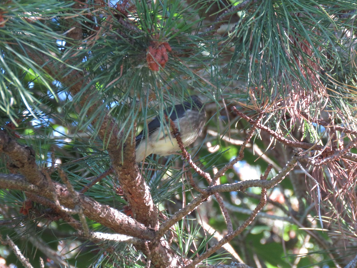 Cedar Waxwing - ML108052341