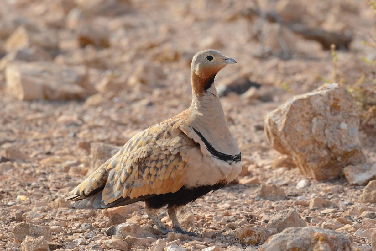 Black-bellied Sandgrouse - Ethan Lai
