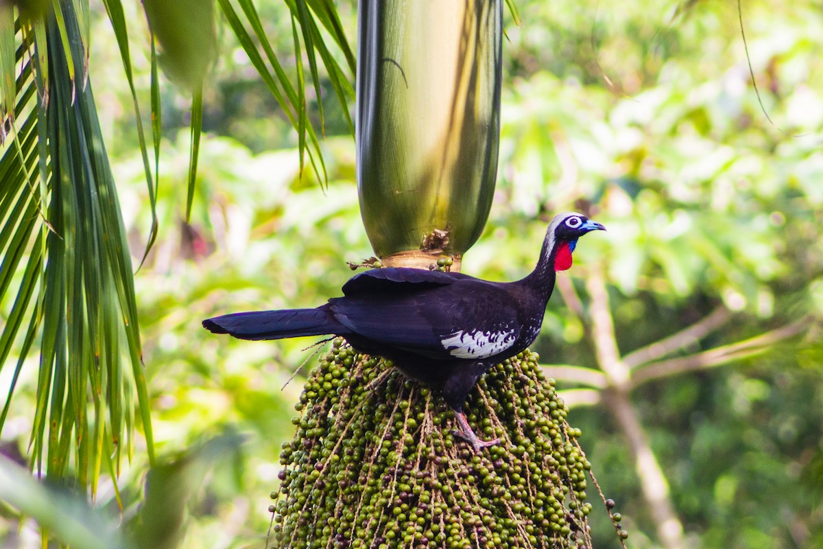 Black-fronted Piping-Guan - ML108054561