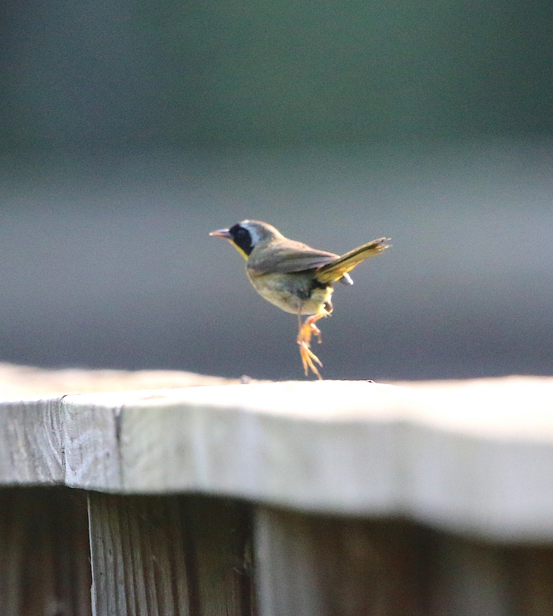 Common Yellowthroat - ML108055601