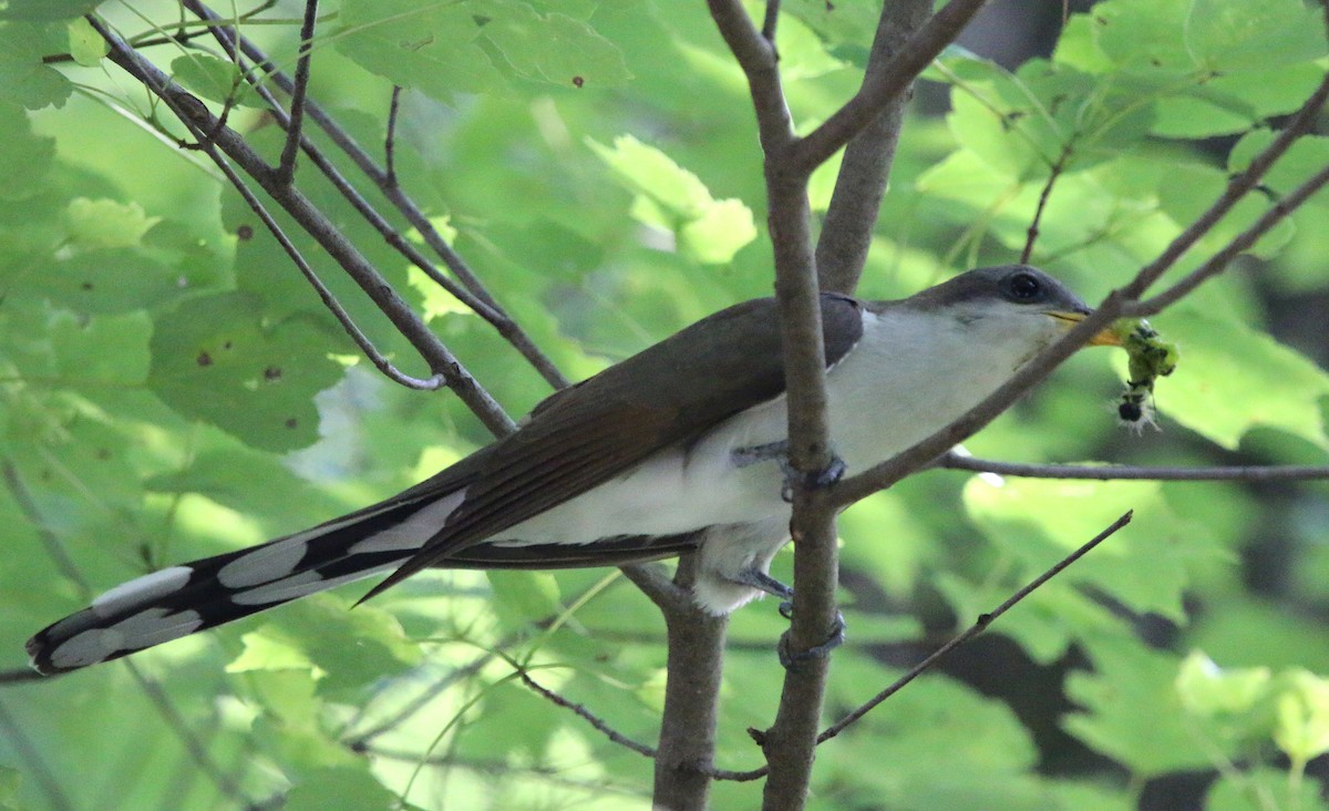 Yellow-billed Cuckoo - ML108055811