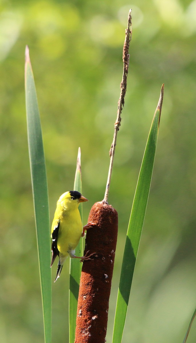 American Goldfinch - ML108056001