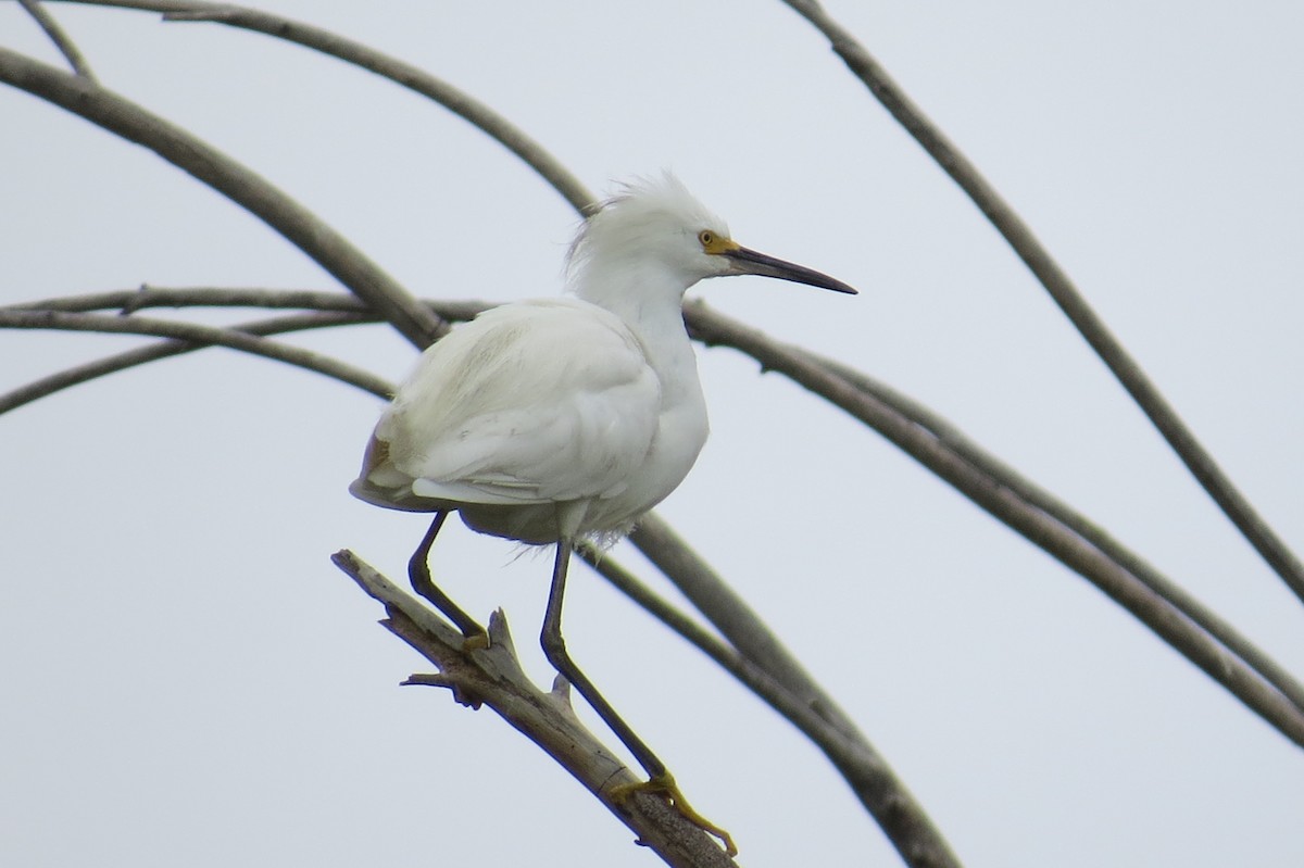 Snowy Egret - Jannie Shapiro