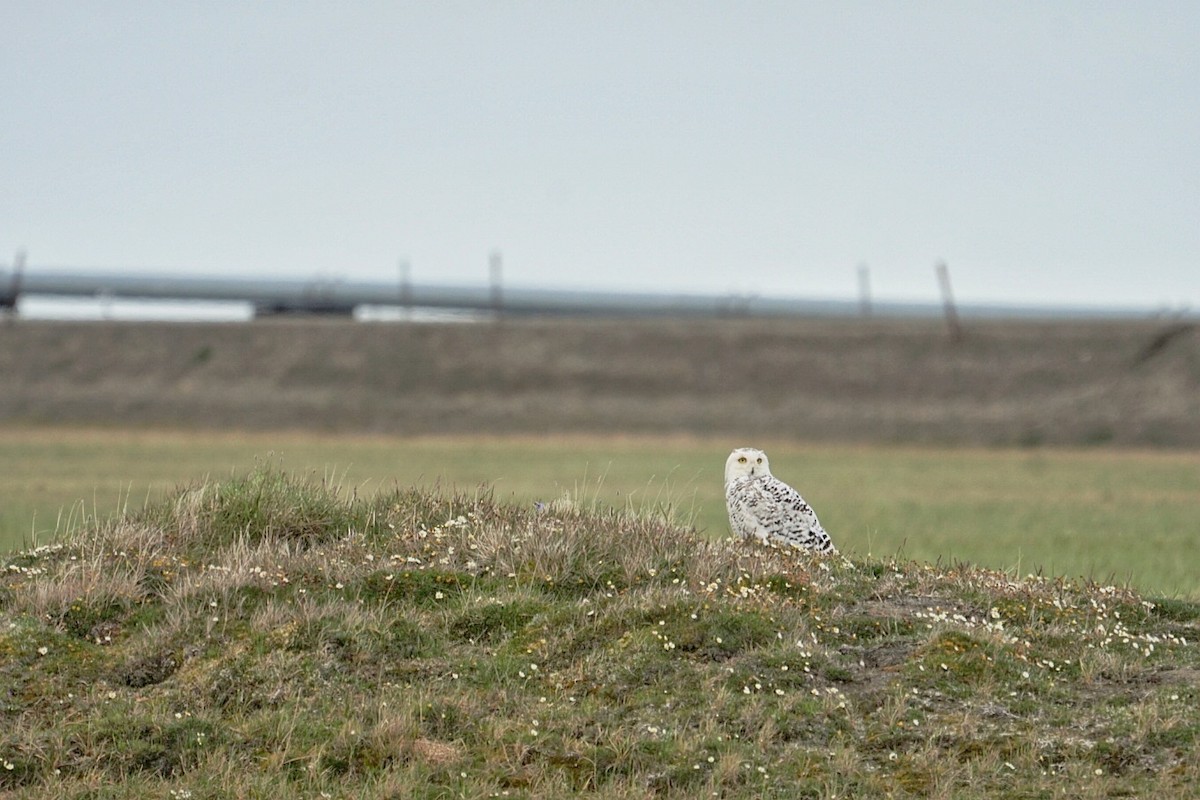 Harfang des neiges - ML108056351