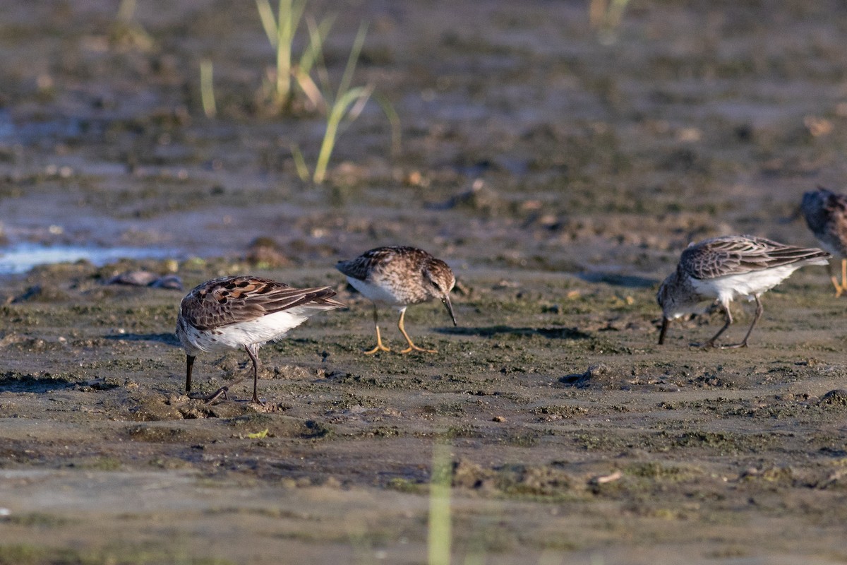 beringsnipe - ML108057151