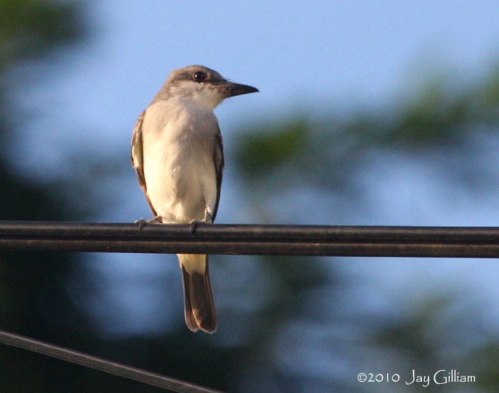 Gray Kingbird - ML108057531