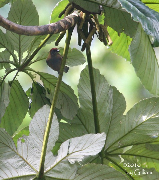 Lesser Antillean Tanager - Jay Gilliam