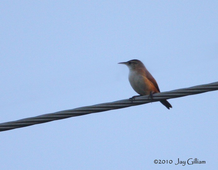 House Wren (St. Vincent) - Jay Gilliam