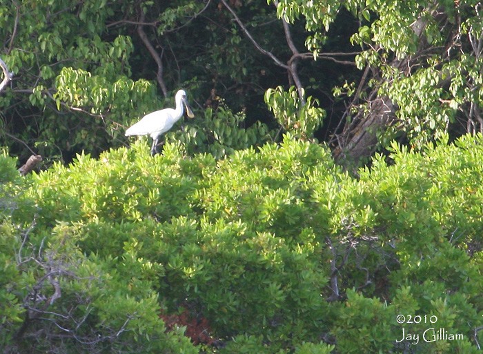 Eurasian Spoonbill - Jay Gilliam