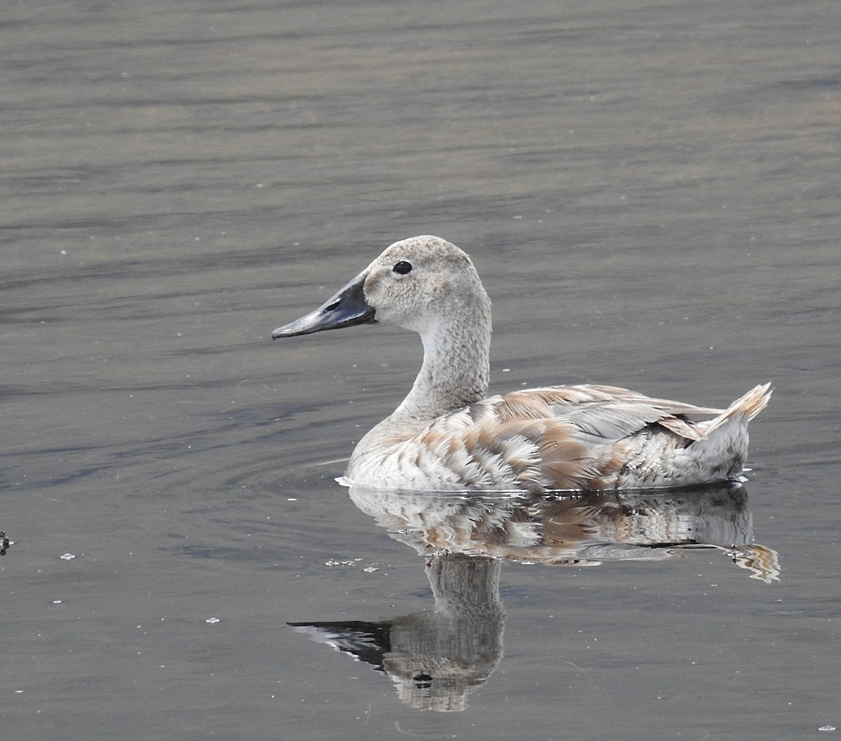 Canvasback - ML108065351