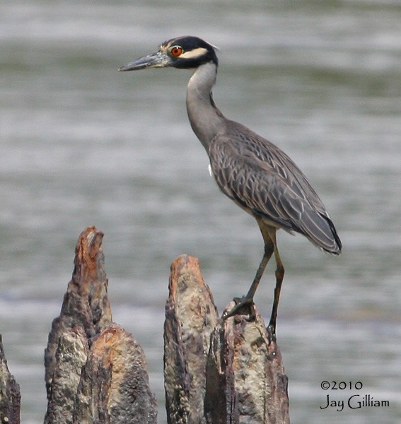 Yellow-crowned Night Heron - ML108066251