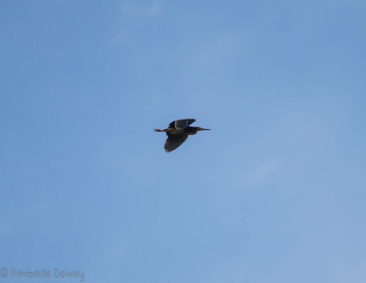 Green Heron - Kimberlie Dewey