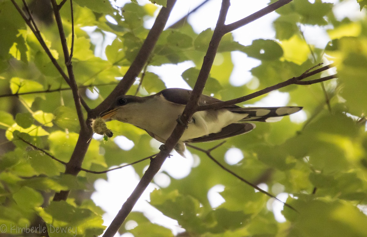 Yellow-billed Cuckoo - Kimberlie Dewey