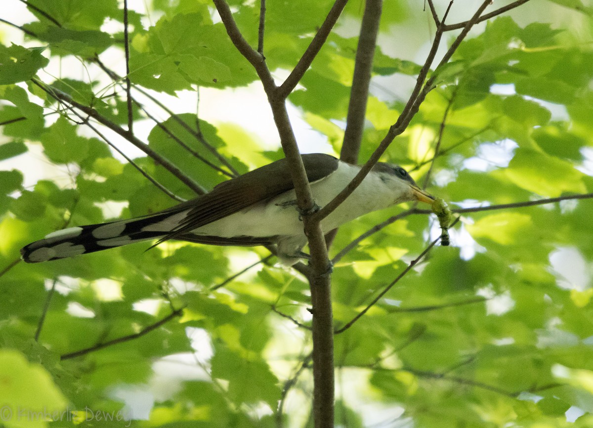 Yellow-billed Cuckoo - Kimberlie Dewey