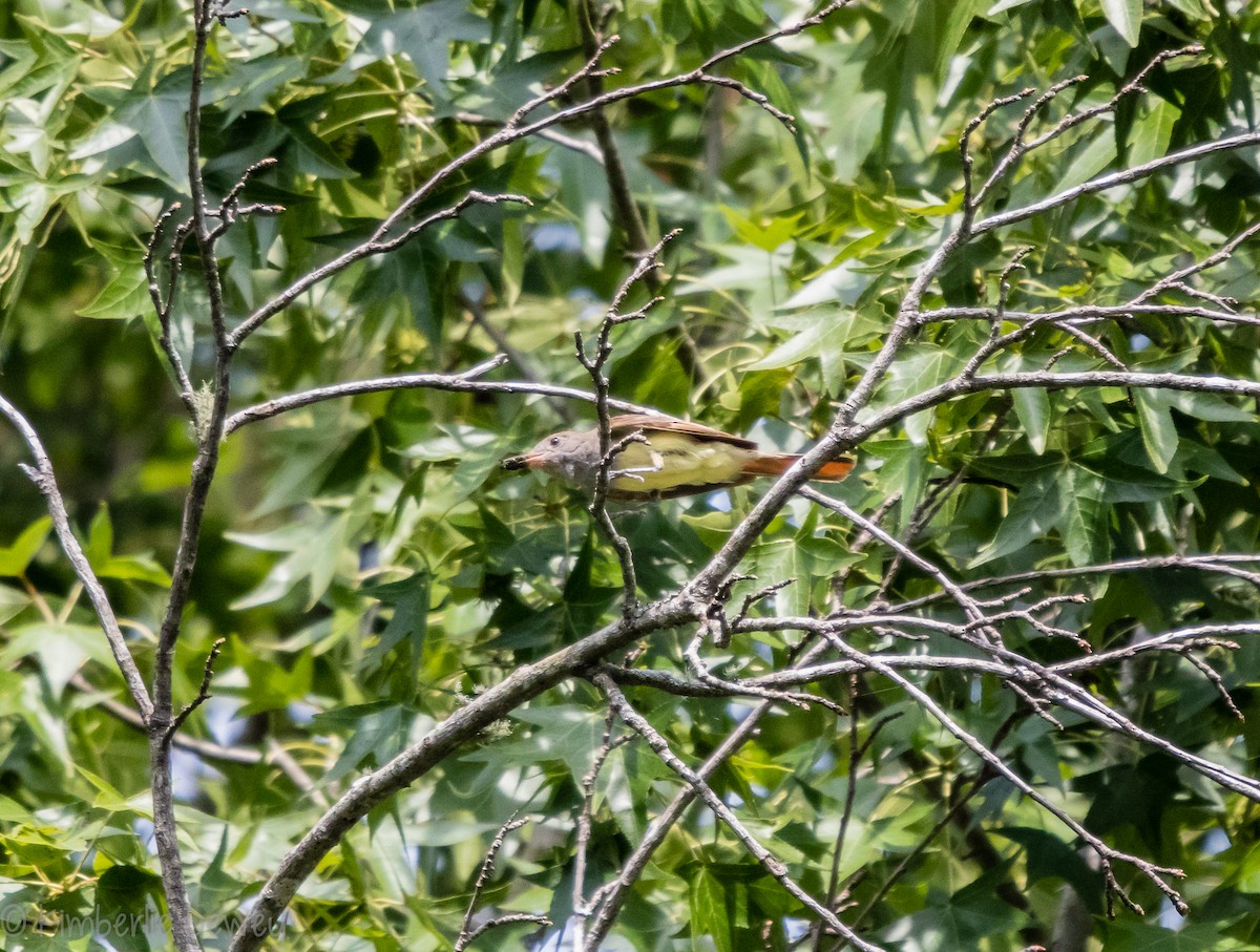 Great Crested Flycatcher - ML108069991