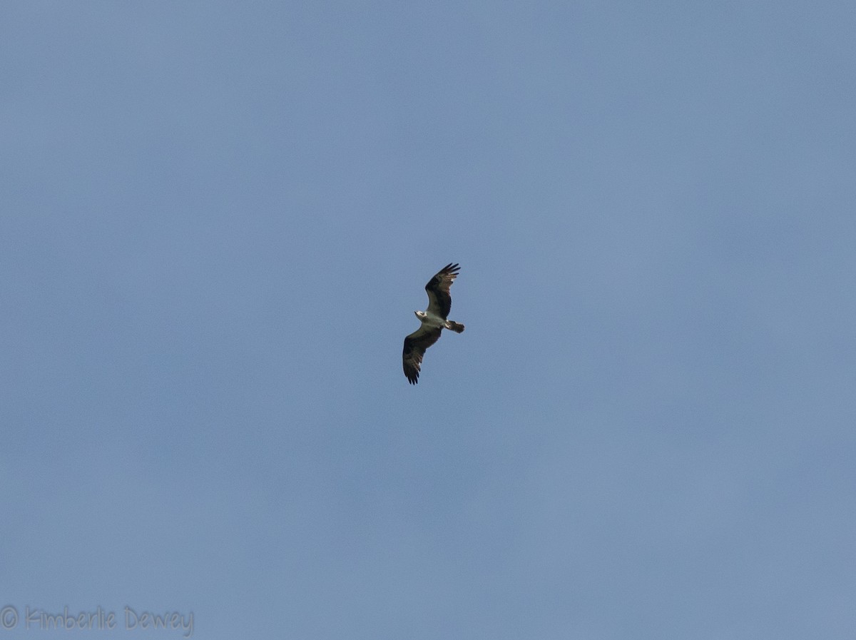 Osprey - ML108070091