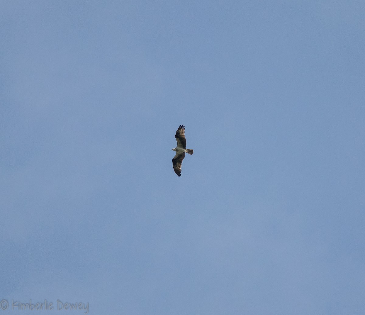 Osprey - ML108070101