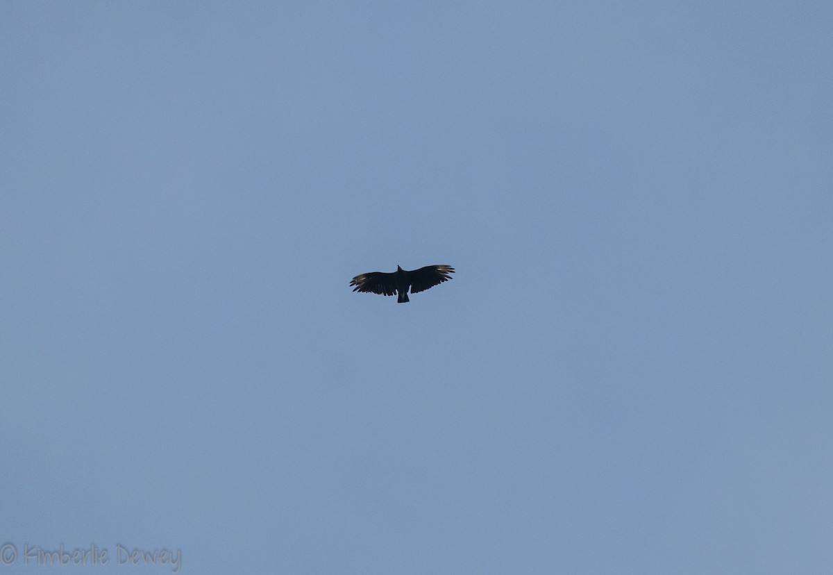 Black Vulture - ML108070281