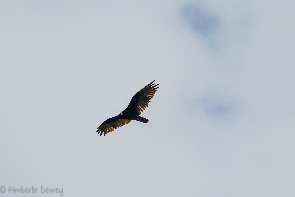 Turkey Vulture - ML108070391