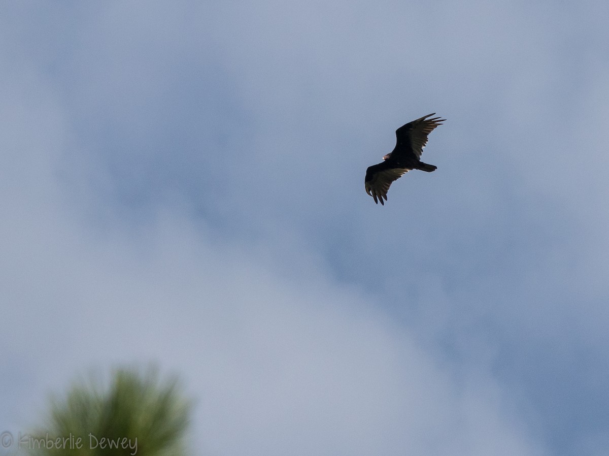 Turkey Vulture - ML108070401