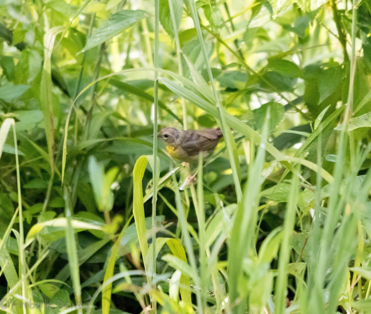 Common Yellowthroat - ML108070451
