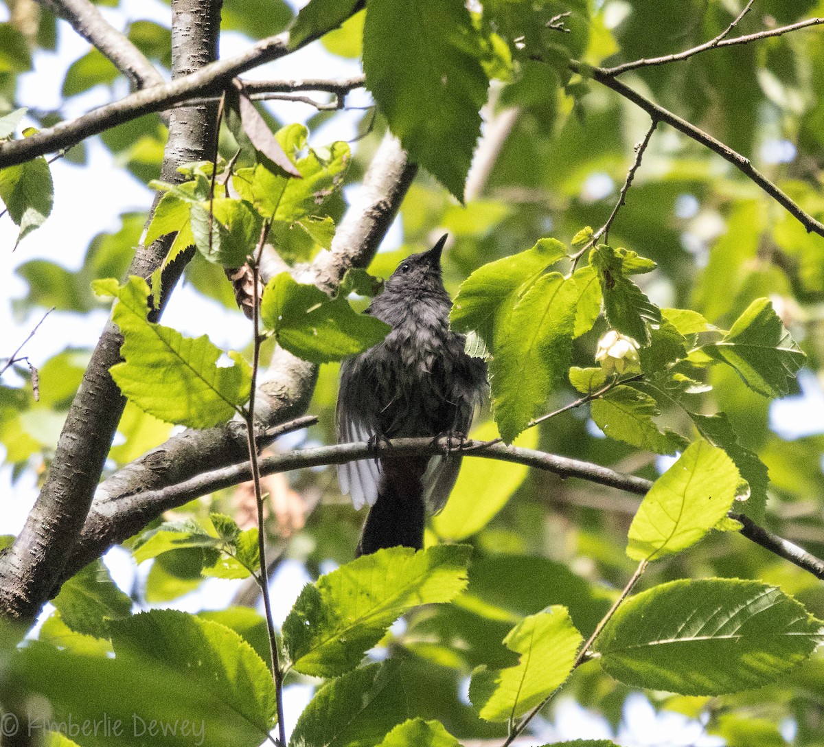 Gray Catbird - ML108070471