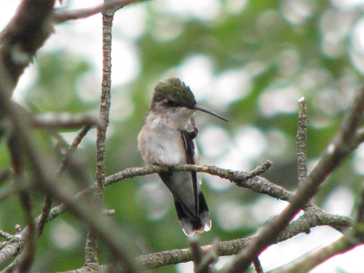 Colibrí Gorjirrubí - ML108070731